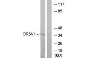Western Blotting (WB) image for anti-Olfactory Receptor, Family 5, Subfamily V, Member 1 (OR5V1) (AA 241-290) antibody (ABIN2891037) (OR5V1 anticorps  (AA 241-290))