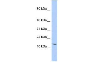 Western Blotting (WB) image for anti-Small Nuclear Ribonucleoprotein D2 Polypeptide 16.5kDa (SNRPD2) antibody (ABIN2458511) (SNRPD2 anticorps)