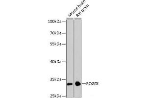 Western blot analysis of extracts of various cell lines using ROGDI Polyclonal Antibody at dilution of 1:3000. (ROGDI anticorps)