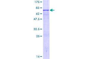 Image no. 1 for N-Acetylgalactosaminidase, alpha (NAGA) (AA 1-411) protein (GST tag) (ABIN1311933)