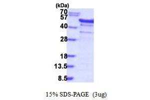 SDS-PAGE (SDS) image for Y Box Binding Protein 1 (YBX1) (AA 1-324) protein (His tag) (ABIN5853939)