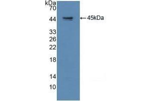 Detection of Recombinant GAP43, Human using Polyclonal Antibody to Growth Associated Protein 43 (GAP43) (GAP43 anticorps  (AA 1-274))