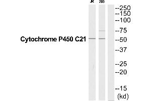 Western blot analysis of extracts from Jurkat/293 cells, using CYP21A2 antibody. (CYP21A2 anticorps  (C-Term))