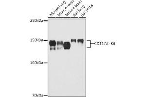 Western blot analysis of extracts of various cell lines, using CD117/c-Kit antibody (ABIN6133454, ABIN6142896, ABIN6142898 and ABIN6213818) at 1:500 dilution. (KIT anticorps  (AA 25-295))