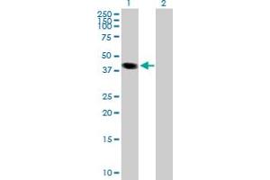 Western Blot analysis of LOC170082 expression in transfected 293T cell line by LOC170082 MaxPab polyclonal antibody. (TCEANC anticorps  (AA 1-351))