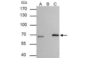 IP Image Lamin B2 antibody [N3C2], Internal immunoprecipitates Lamin B2 protein in IP experiments. (Lamin B2 anticorps)