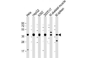 Western Blot at 1:2000 dilution Lane 1: Hela whole cell lysate Lane 2: HepG2 whole cell lysate Lane 3: K562 whole cell lysate Lane 4: 293T/17 whole cell lysate Lane 5: mouse skeletal muscle lysate Lane 6: mouse spleen lysate Lysates/proteins at 20 ug per lane. (PCBP1 anticorps  (AA 188-217))
