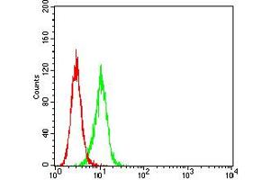 Flow cytometric analysis of Hela cells using BCL9L mouse mAb (green) and negative control (red).