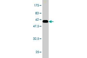 Western Blot detection against Immunogen (54.