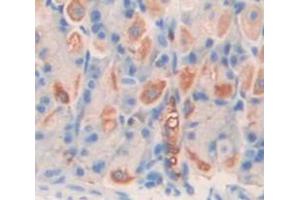 IHC-P analysis of Mouse Tissue, with DAB staining. (Chitotriosidase 1 anticorps  (AA 210-464))
