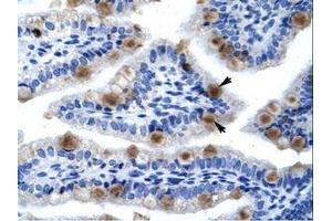 Image no. 1 for anti-Minichromosome Maintenance Complex Component 6 (MCM6) (C-Term) antibody (ABIN202926) (MCM6 anticorps  (C-Term))
