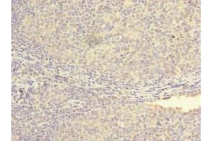Immunohistochemistry of paraffin-embedded human tonsil tissue using ABIN7162035 at dilution of 1:100 (NXNL2 anticorps  (AA 1-135))