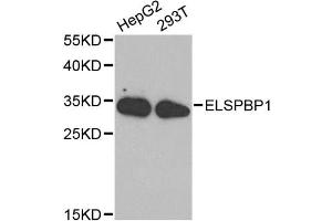 Western blot analysis of extracts of various cell lines, using ELSPBP1 antibody (ABIN1872524) at 1:1000 dilution. (ELSPBP1 anticorps)