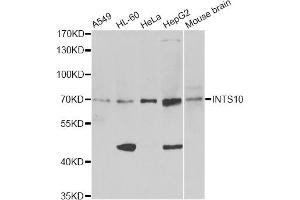 Western blot analysis of extracts of various cell lines, using INTS10 antibody (ABIN6291685) at 1:1000 dilution. (INTS10 anticorps)