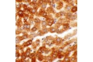 Immunohistochemistry (IHC) image for anti-Hepatoma-Derived Growth Factor-Related Protein 2 (HDGFRP2) (N-Term) antibody (ABIN1031402) (HDGFRP2 anticorps  (N-Term))