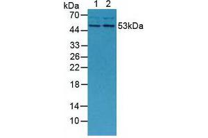 Western blot analysis of (1) Mouse Placenta Tissue and (2) Mouse Breast Tissue. (MMP13 anticorps  (AA 66-238))