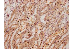 IHC image of ABIN7178861 diluted at 1:200 and staining in paraffin-embedded rat kidney tissue performed on a Leica BondTM system. (Fibronectin 1 anticorps  (AA 1175-1451))