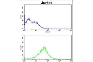 Flow cytometric analysis of Jurkat cells (bottom histogram) compared to a negative control cell (top histogram). (RCBTB2 anticorps  (N-Term))