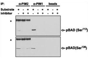 Immunoprecipitation (IP) image for anti-Proto-Oncogene Pim-2 (Serine Threonine Kinase) (PIM2) antibody (ABIN3003584)