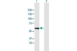 Western Blot analysis of HSPA13 expression in transfected 293T cell line by HSPA13 MaxPab polyclonal antibody. (HSPA13 anticorps  (AA 1-471))