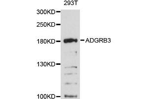 Western blot analysis of extracts of 293T cells, using ADGRB3 antibody (ABIN6290299) at 1:3000 dilution. (BAI3 anticorps)