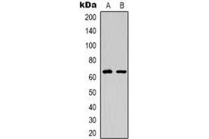Western blot analysis of EPO Receptor expression in HepG2 (A), COS7 (B) whole cell lysates. (EPOR anticorps)