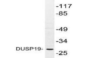 Western blot analysis of DUSP19 in extracts from COS-7 cells using DUSP19 antibody . (DUSP19 anticorps)