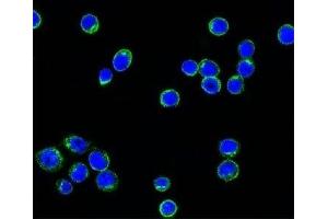 Confocal immunofluorescent testing of Ramos cells with Alexa Fluor 488 conjugated Lambda light chain antibody (green) and DAPI nuclear counterstain (blue). (Souris anti-Humain lambda Light Chain (Lambda-IgLC) Anticorps)