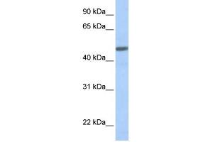 WB Suggested Anti-CALCRL Antibody Titration:  0. (CALCRL anticorps  (N-Term))