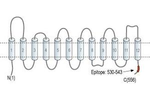 Representative domain view of the target of ABIN7043703.