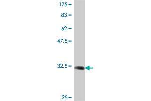 Western Blot detection against Immunogen (32.