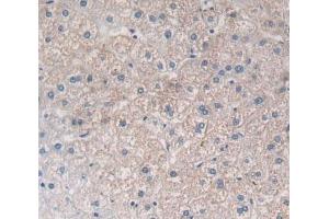 Used in DAB staining on fromalin fixed paraffin- embedded Kidney tissue (PTGFRN anticorps  (AA 406-662))
