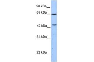 Western Blotting (WB) image for anti-Coiled-Coil Domain Containing 60 (CCDC60) antibody (ABIN2463555) (CCDC60 anticorps)