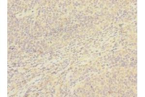Immunohistochemistry of paraffin-embedded human tonsil tissue using ABIN7171407 at dilution of 1:100