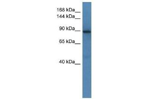 Western Blot showing Srgap1 antibody used at a concentration of 1.