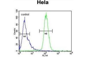 Flow cytometric analysis of Hela cells using INTS10 Antibody (C-term) Cat.