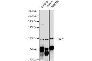 Western blot analysis of extracts of various cell lines, using usp29 antibody (ABIN7271155) at 1:1000 dilution. (USP29 anticorps  (AA 200-300))