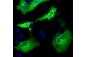 Anti-AK5 mouse monoclonal antibody (ABIN2452722) immunofluorescent staining of COS7 cells transiently transfected by pCMV6-ENTRY AK5 (RC222241). (Adenylate Kinase 5 anticorps)