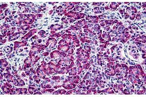 Human Pancreas: Formalin-Fixed, Paraffin-Embedded (FFPE) (EDF1 anticorps  (AA 2-14))