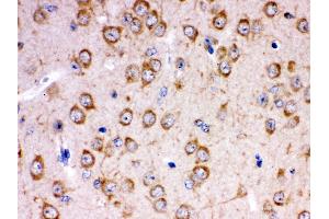 Anti- KCNIP2 Picoband antibody,IHC(P) IHC(P): Rat Brain Tissue (KCNIP2 anticorps  (N-Term))