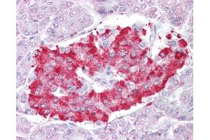 Anti-ATG4D antibody IHC of human pancreas. (ATG4D anticorps  (AA 444-457))