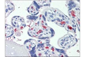 Immunohistochemistry: Placenta, Human: Formalin-Fixed, Paraffin-Embedded (FFPE) (CLEC2D anticorps)