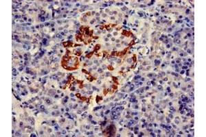 Immunohistochemistry of paraffin-embedded human pancreatic tissue using ABIN7162562 at dilution of 1:100 (PTF1A anticorps  (AA 224-325))