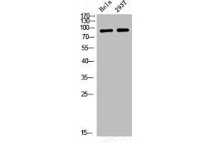 Western Blot analysis of HELA 293T cells using Phospho-GR (S226) Polyclonal Antibody (Glucocorticoid Receptor anticorps  (pSer226))