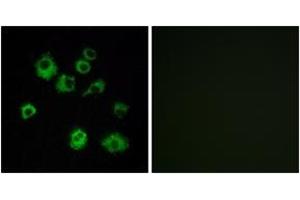 Immunofluorescence (IF) image for anti-Hypocretin (Orexin) Receptor 1 (HCRTR1) (AA 298-347) antibody (ABIN2891066) (HCRTR1 anticorps  (AA 298-347))