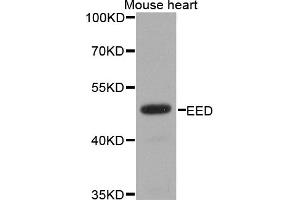 Western blot analysis of extracts of mouse heart, using EED antibody (ABIN1876559) at 1:1000 dilution. (EED anticorps)