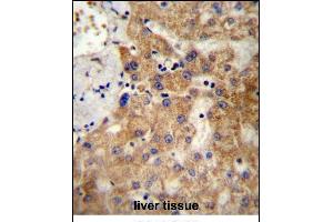 NDST1 Antibody (C-term) (ABIN657148 and ABIN2846284) immunohistochemistry analysis in formalin fixed and paraffin embedded human liver tissue followed by peroxidase conjugation of the secondary antibody and DAB staining. (NDST1 anticorps  (C-Term))