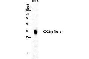 Western Blot (WB) analysis of specific cells using Phospho-Cdc2 (T161) Polyclonal Antibody. (CDK1 anticorps  (pThr161))