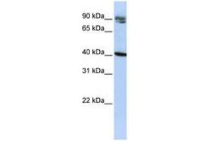 Image no. 1 for anti-Kelch Domain Containing 8A (KLHDC8A) (C-Term) antibody (ABIN6740699) (KLHDC8A anticorps  (C-Term))