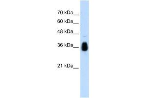 MKRN1 antibody used at 1. (MKRN1 anticorps  (C-Term))
